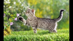 Какие звуки издают животные.  Обучающие и развивающие видео