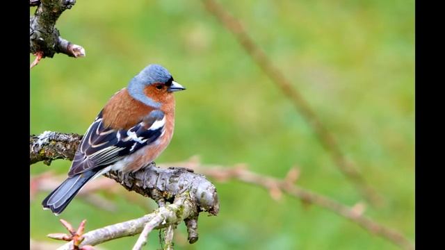 Bird Beaks - What do Birds Eat? смотреть онлайн