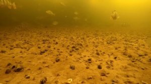 ЭТО ШОК! ОДЕЛ МИКРО БАЛАНСИР И НАКОСИЛ ОКУНЕЙ МОНСТРОВ! Ловля крупного окуня. Зимняя рыбалка 2023