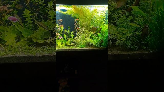 Мой домашний аквариум на 400 литров. смотреть онлайн