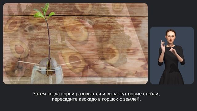 Как вырастить авакадо из косточки?