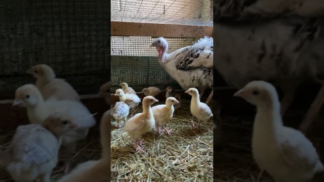 Я Кирилл - фермер и огородник в 20 лет 🧑🌾  Подписывайся ✅