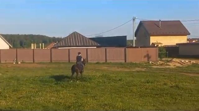Продаётся Ахалтекинский жеребец.Akhal-Teke stallion for sale. https://akhaltekellc.com смотреть онлайн