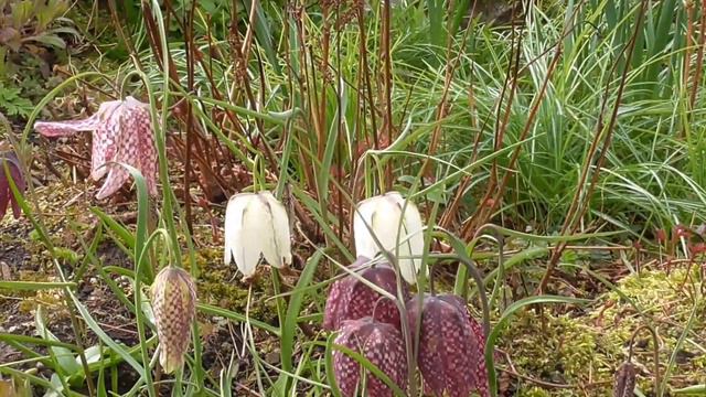 Snake's-head Fritillary смотреть онлайн