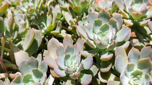 ÁREA RESTRITA ( ACESSO MATRIZES E SUCULENTAS ) #SUCULENTAS #CACTOS #CULTIVO #UNIVERSO #SUBSTRATO смотреть онлайн