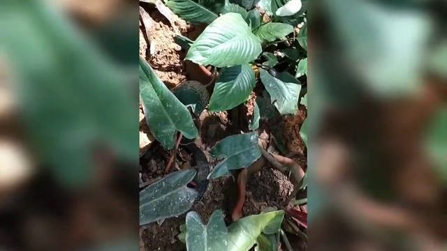 planting snakeplants sansevieria parva/showing and tour the indemand plants of my cousins смотреть онлайн