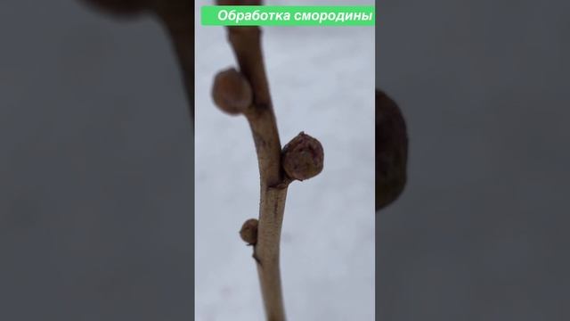 Обрезка и обработка смородины весной. Осторожно: почковый клещ #shorts смотреть онлайн