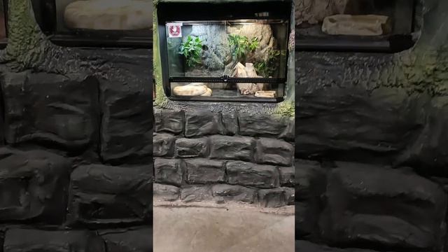 София едет гулять в Зоопарк.Грузия.Тбилисси. смотреть онлайн