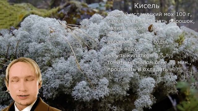 Ищите лучшее растение для здоровья и красоты Посадите в своей комнате исландский мох смотреть онлайн