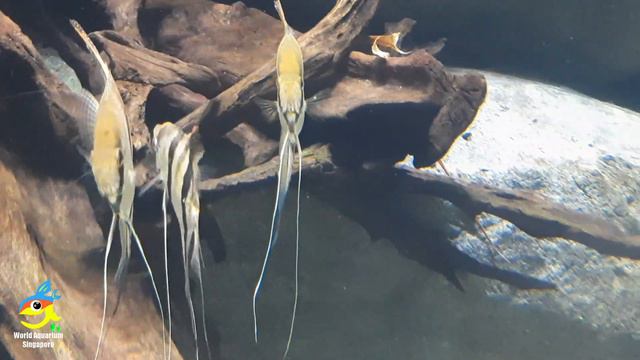 Giant Vivarium Amazon Fish Tank Wild Discus & League of Legends Song from SEA Aquarium Singapore смотреть онлайн