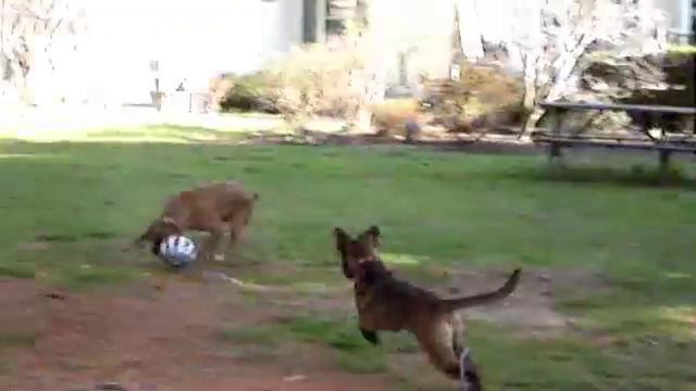 Rescue Dog Playing Soccer - Adopt Isabella смотреть онлайн