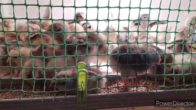 цыплята Барковская Борвистая❗почему эту породу❓как содержу❓