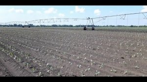 Посадка поздней капусты | КАК ПОЛУЧИТЬ БОЛЬШОЙ УРОЖАЙ