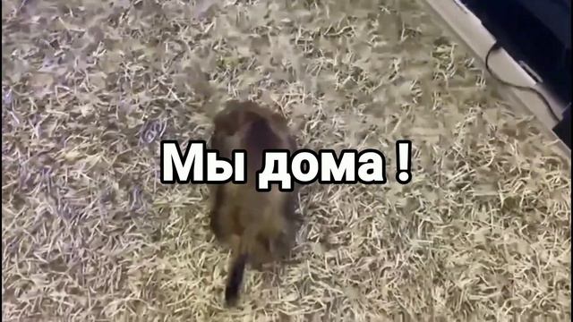 Привет мой любимый друг 😍 смотреть онлайн