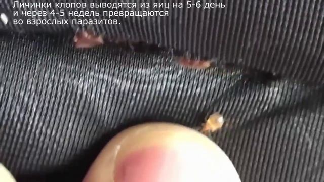 Клопы смотреть онлайн