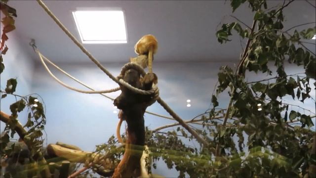 Золотистые львиные тамарины пищат 25.10.2021 смотреть онлайн