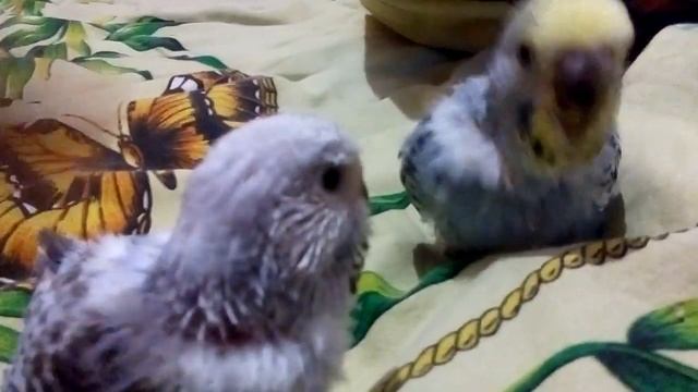 Маленькая радость, или милые попугайчики) смотреть онлайн