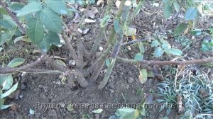 Как обрезать чайно гибридные розы Много полезной информации и фактическая обрезка куста розы