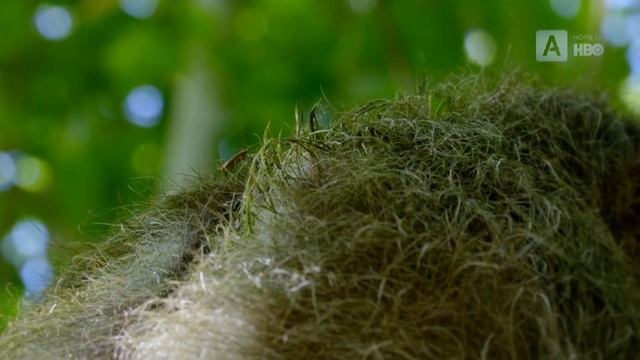 10 Потрясающих Симбиозов Животных смотреть онлайн