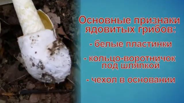 Профилактика отравления грибами 3 смотреть онлайн