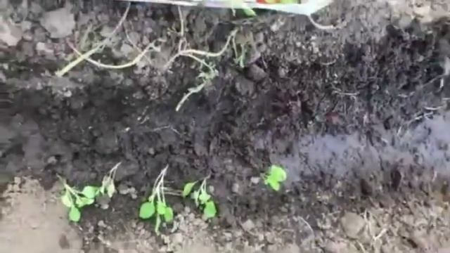 посадка айстры в новую теплицу! смотреть онлайн