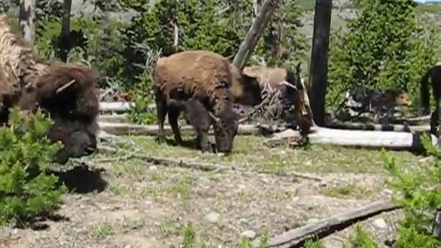 Carside Yellowstone Bison смотреть онлайн