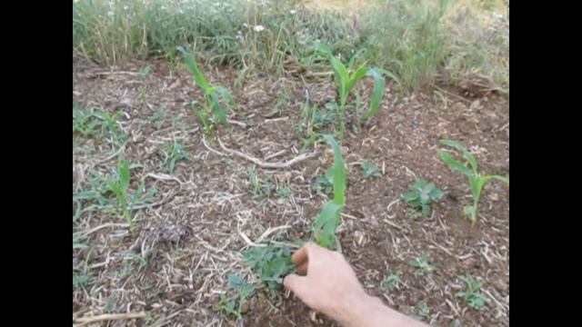 Грядка на целине и последствия иньских морозов. смотреть онлайн