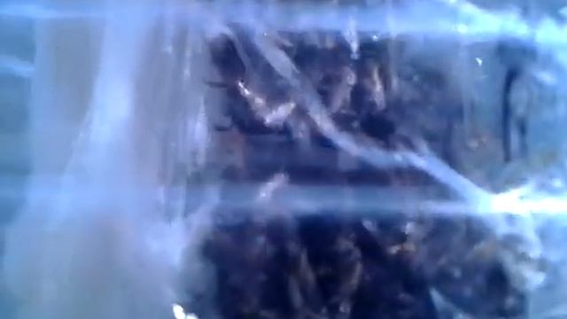 Беглые пчёлы продолжают зимовку. смотреть онлайн