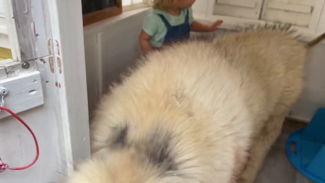 Baby Learns To Howl And Shares Her First House With Malamutes! (SOO CUTE!!) смотреть онлайн