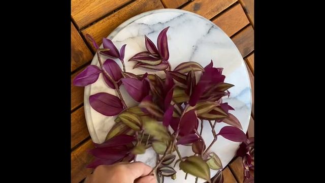 How to propagate and care Tradescantia Zebrina (Wandering Jew) plant in soil? смотреть онлайн