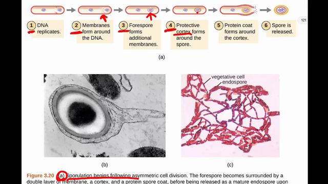 SC4 BIO 206 Chapter 3 (3.3) смотреть онлайн