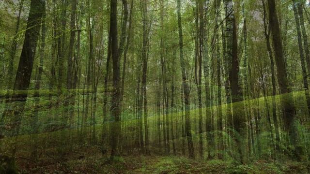 Пение птиц в лесу | Целительная музыка природы | HD звук смотреть онлайн