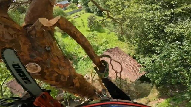 Арбористика | Спил дерева частями с завешиванием в ограниченном пространстве рядом с постройками смотреть онлайн