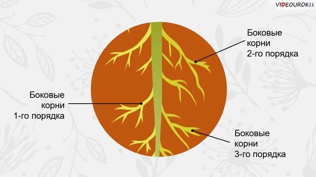 Строение и многообразие покрытосеменных растений смотреть онлайн