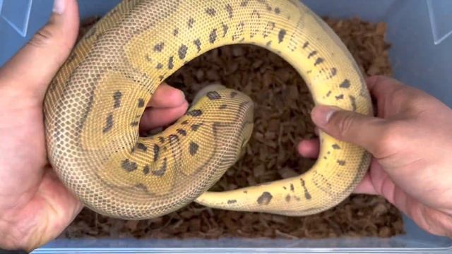 My 5 Most Expensive Ball Pythons of 2022 смотреть онлайн