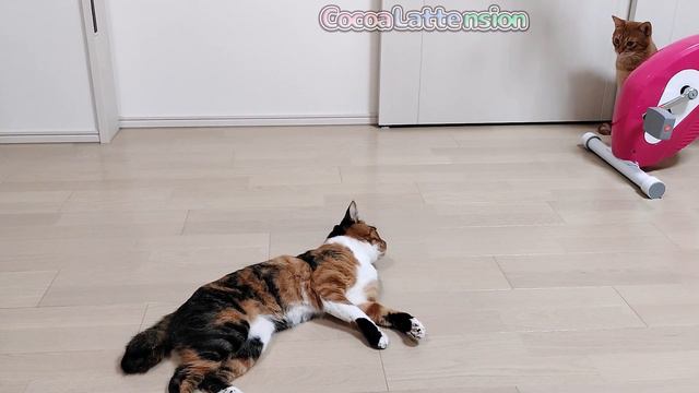手乗り文鳥もとい、手乗り猫が可愛すぎました… смотреть онлайн