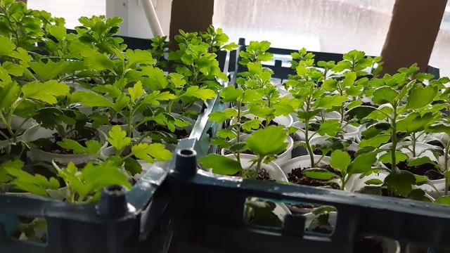 КАК ВЫРАСТИТЬ ЗДОРОВЫЙ ПОСАДОЧНЫЙ МАТЕРИАЛ. смотреть онлайн