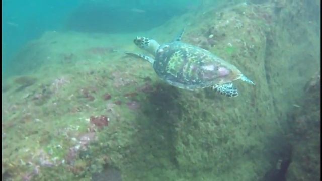 Дайвинг. Шри-Ланка. Scubadiving. Sri Lanka #3