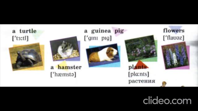 Have you got a home zoo - vocabulary смотреть онлайн