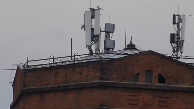 Сороки чинят телекоммуникационное оборудование. смотреть онлайн