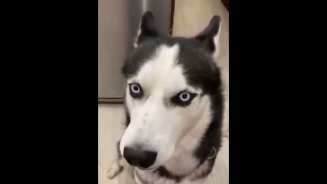 Самые смешные животные в мире/ Приколы с животными 2021/ Дети и животные смешное видео/ОЗОРНОЙ щено смотреть онлайн