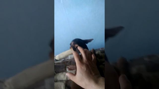 Обзор русский той терьер смотреть онлайн