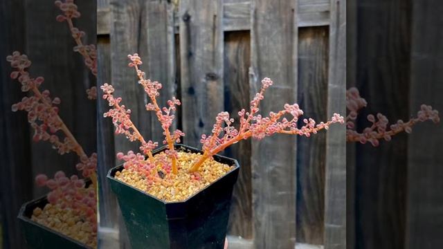 31 Rare PILEA Plant Varieties with Names | PILEA TYPES | Plant and Planting смотреть онлайн