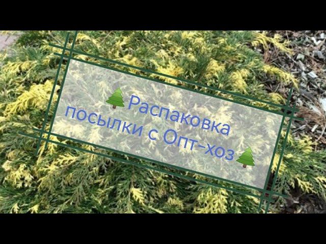 Распаковка посылки с хвойными растениями из ин-т магазина Опт-хоз. Обзор. Август 2022 смотреть онлайн
