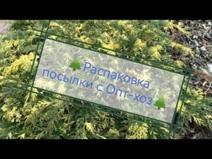 Распаковка посылки с хвойными растениями из ин-т магазина Опт-хоз. Обзор. Август 2022