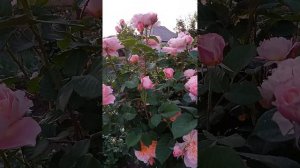 Роза Зе Импрессионист. Первое цветение июнь 2022 год.Розы в моем саду.