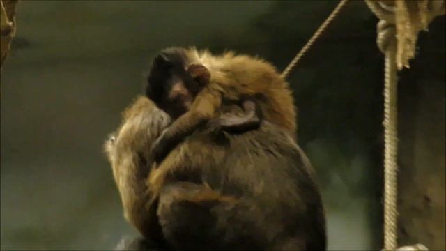 Бурые капуцины 02.12.2022 смотреть онлайн