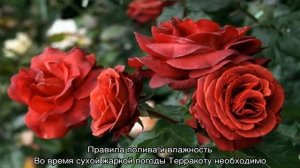 Роза Терракота (Terracotta) — описание чайно-гибридного сорта