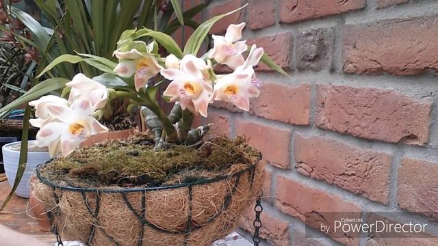 Chysis Sedenii, цветение и немного о нем. смотреть онлайн