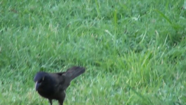 Testing my new Sony HDR-CX110 смотреть онлайн